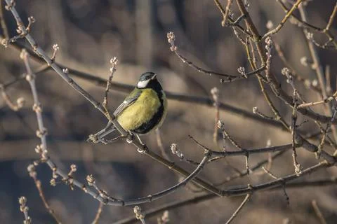 Great tit 스톡 사진