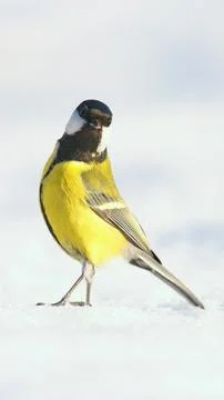 Great tit Stock Photos