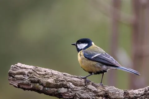 Great tit Stock Photos