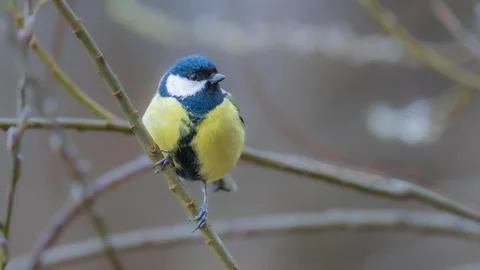 Great Tit Stock Photos