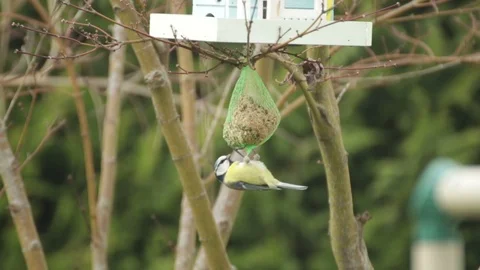 A great tit is picked up while eating food upside down Video stock 124025469