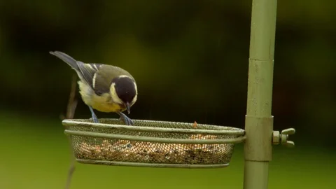 Great Tit picking seed from tray (Close up) Stock Footage 114137542