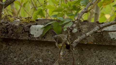 Great Tit picking at seed on twig Stock Footage 114137547