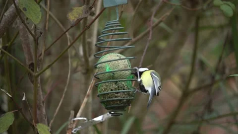 Great Tit Picking up Sunflower Seed From a Backyard Bird Feeder Stock Footage 229201349