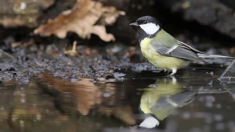 Great tit in the pond Stock Footage 72713425