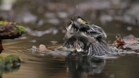 Great tit in the pond Stockbeeldmateriaal 72713659