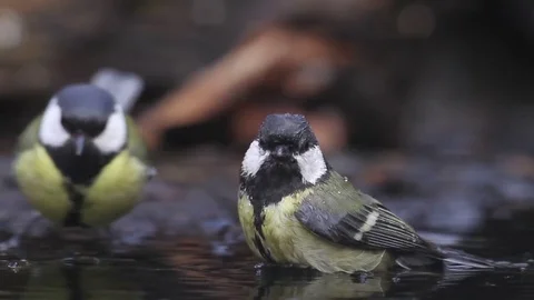 Great tit in the pond Stock Footage 72714489