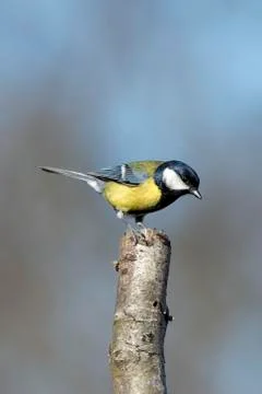 Great tit portrait while looking at you Stock Photos