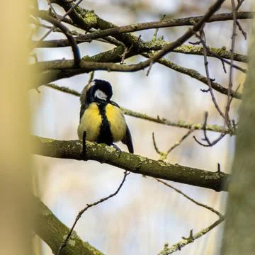 Great Tit Preening Foto stock