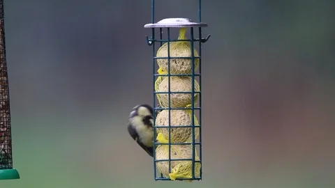 Great tit in the rain Stock Footage 102663503