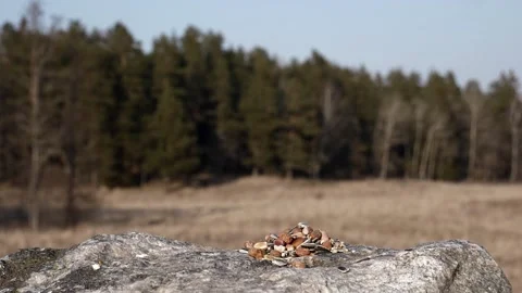 Great tit rejects one peanut for just the right one. Stock-Footage 172263683