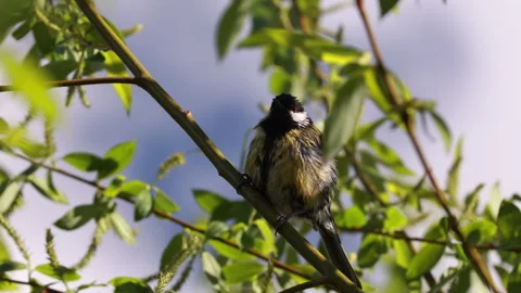 A Great Tit With Ruffled Or Wet Feathers Sits On A Willow Tree Branch With Catki Video stock 309776329