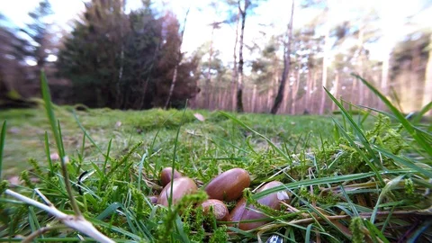 Great tit search feed on the forest floor, fisheye lens Stock Footage 104700020