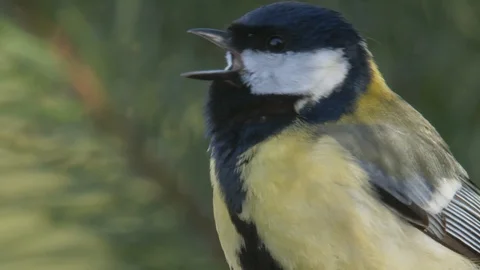 Great tit. Singing bird in spring. Bird chirping. Parus mojor. Stock Footage 129818444
