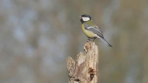 Great tit. Singing bird in spring. Bird chirping. Parus mojor. Video stock 129819366