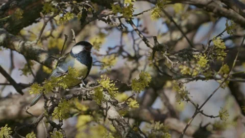 Great Tit Singing Cornus mas Blossom Real Time 4K Stock Footage 334989154