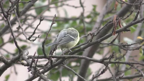 Great tit singing on the plum tree branch Stock Footage 243358146