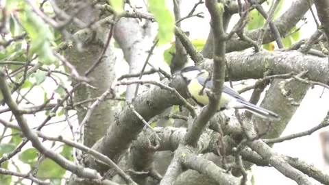 Great tit singing on the plum tree branch Stock Footage 243358147