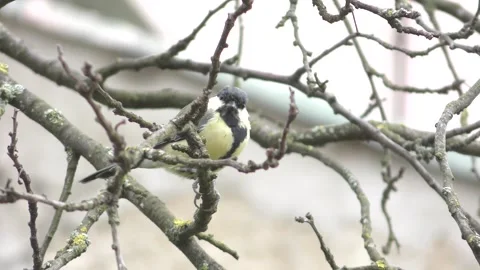 Great tit singing on the plum tree branch Stock Footage 243358175