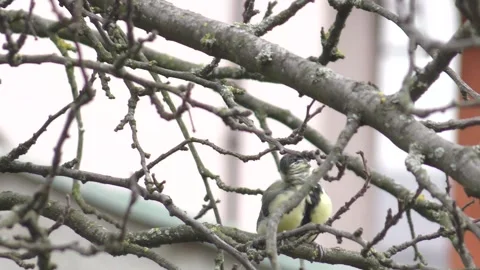 Great tit singing on the plum tree branch Stock Footage 243358178