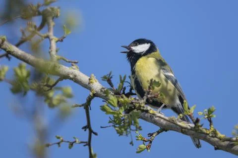 Great tit singing in the  spring Foto stock