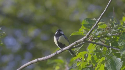 Great Tit Singing on Tree Branch Vídeos de archivo 334673751