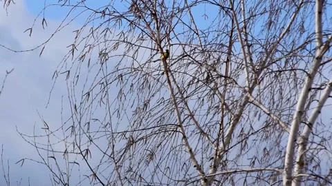 Great tit sit on birch tree branch while swaying in wind during spring Stock Footage 172302402