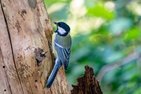 A great tit sits against a tree in side view. Very detailed bird and tree Stock Photos