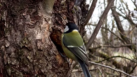 A great tit sits on the bark of a tree near a nesting hole. A small sparrowbird Stock Footage 332807819