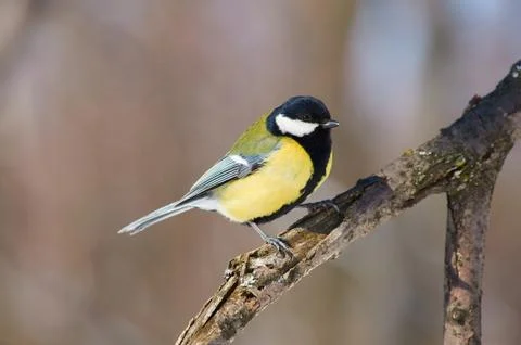 Great tit sits on a branch in a forest park. Stock Photos