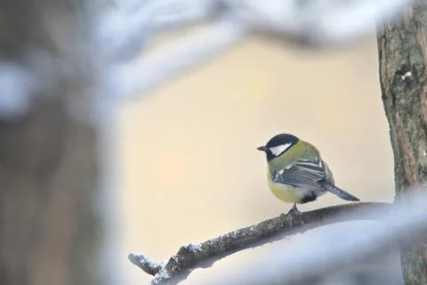 Great Tit Sits On  Branches Stock Photos