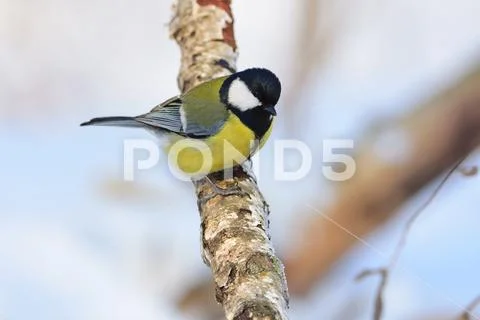 Great tit sits on a dry branch of birch (sun reflect in eye). Stock Photos
