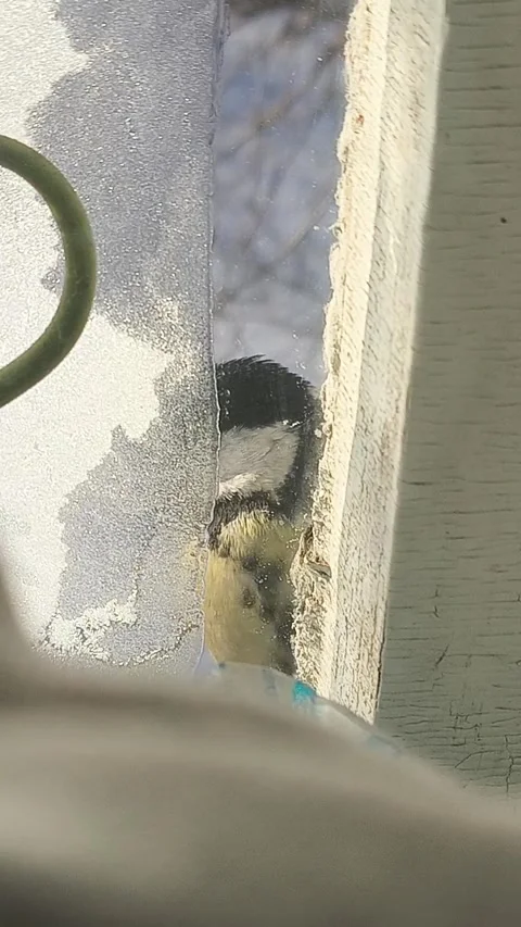 The great tit sits on the eaves of an old wooden window and looks into the house Stock Footage 326734841