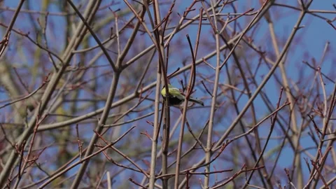 A great tit sits Stock Footage 334378368