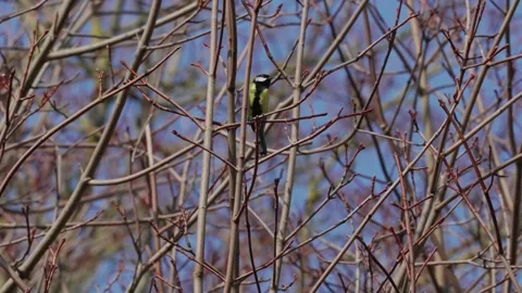 A great tit sits Stock Footage 334378922