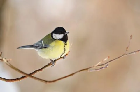 Great tit sits on the tip of a thin branch, its beak is covered with snow. Stock Photos