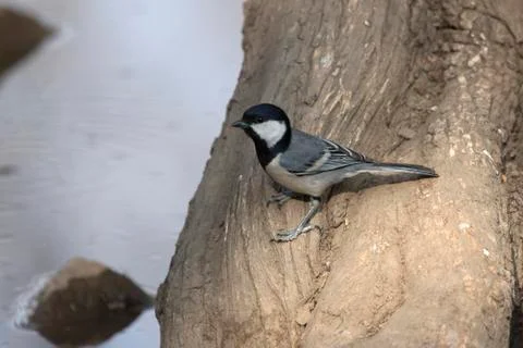 Great tit that sits on the trunk of a tree on the shore of a small pond Stock Photos