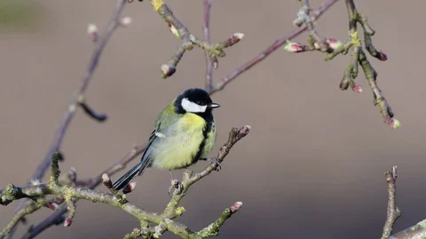 Great tit sitting in the apple tree, spring Stock Footage 93176191