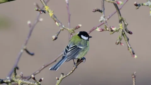 Great tit sitting in the apple tree, spring Stock Footage 96435152