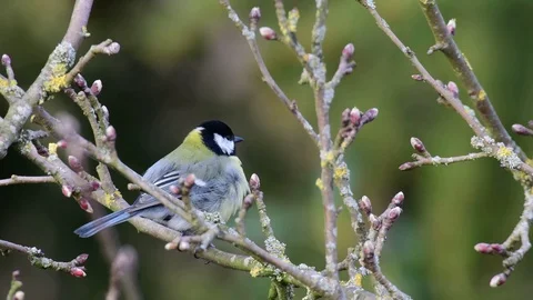 Great tit sitting in the apple tree and sing, spring Stock Footage 96489901