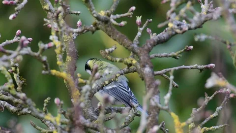 Great tit sitting in the apple tree and sing, spring Stock Footage 96491811