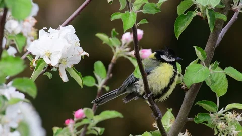 Great tit sitting in the apple tree, spring Stock Footage 97925182