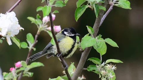 Great tit sitting in the apple tree, spring Stock Footage 97975106