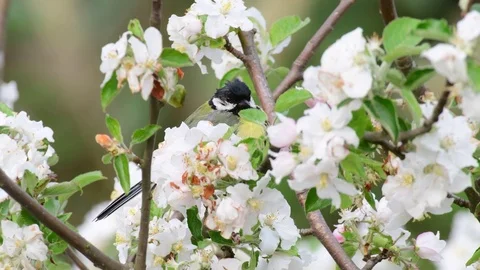 Great tit sitting in the apple tree, spring Stock Footage 97975371