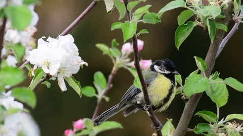 Great tit sitting in the apple tree, spring Stock Footage 98034425