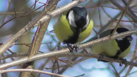 Great tit sitting on the branch of a tree and pecks a seed close-up Stock Footage 121023101