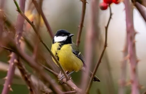 Great Tit Sitting On Bush Stock Photos