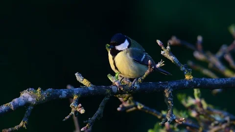 Great tit sitting on a knot, spring Stock Footage 116532591