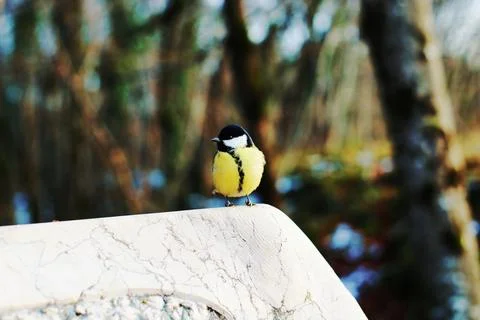 Great tit sitting Stock Photos