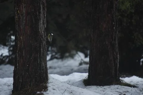 Great Tit Sitting on Pine Tree in Winter Forest Stock Photos